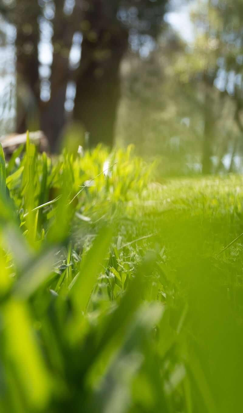landscaping-11b